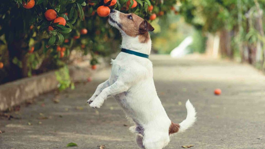 Dog reaching low hanging fruit